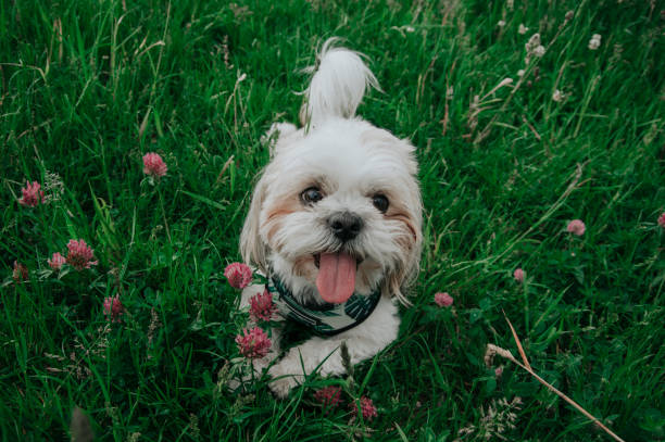 istock A little dog in the grass 1249206925