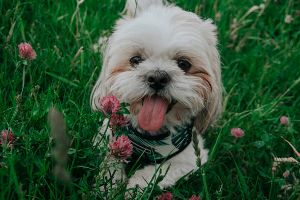 istock A little dog in the grass 1249206945