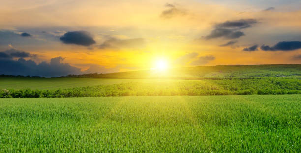 istock Green field, sun and blue sky. Agricultural landscape. 1249207645