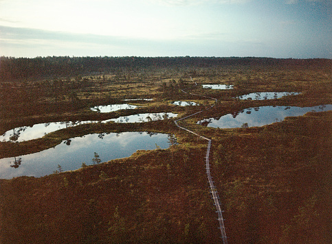 Scenic view of swamp in Estonia in Summer