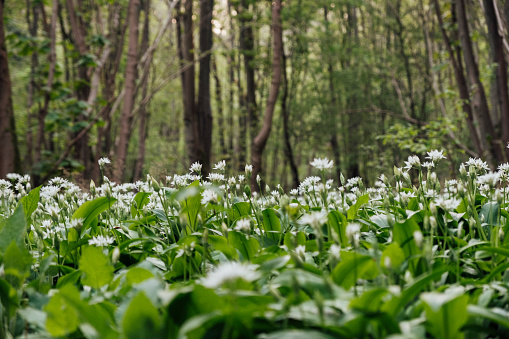 A bright green forest with tall trees and white flowers.