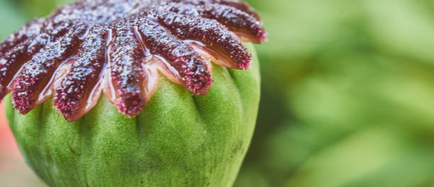 トウモロコシケシの種カプセルのクローズアップ (パパバーロエア) - poppy purple flower close up ストックフォトと画像