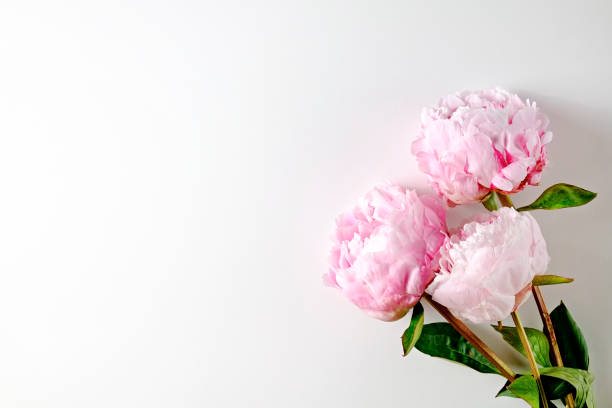 istock Conceptual image with bright colorful spring flowers. 1249208334
