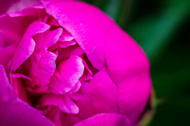 istock Blooming peony in the garden 1249208375