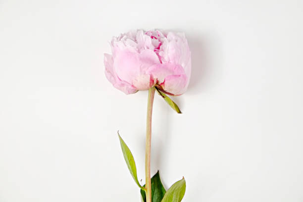 istock Conceptual image with bright colorful spring flowers. 1249208406