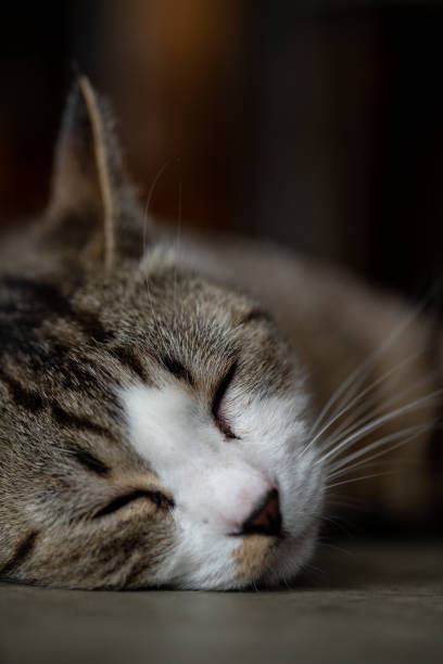 istock Picture of a cute cat relaxing 1249209449