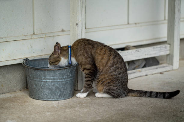 istock Picture of a cute cat relaxing 1249209475