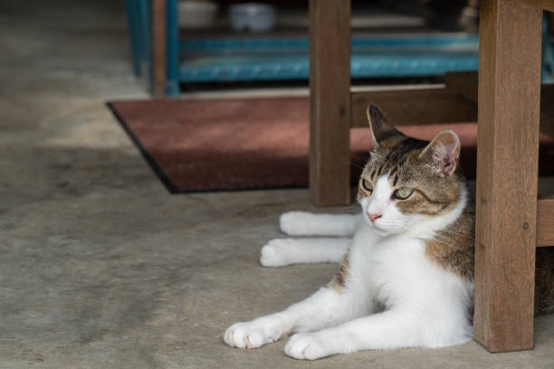 istock Picture of a cute cat relaxing 1249209477