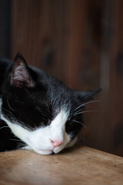 istock Picture of a cute cat relaxing 1249209544