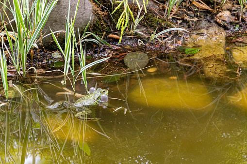 European tree frog (Hyla arborea) climbing on reed.