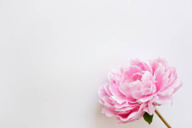 Conceptual image with bright colorful spring flowers.