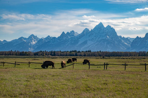 istock Bison standing in front of Grand Tetons 1249210085