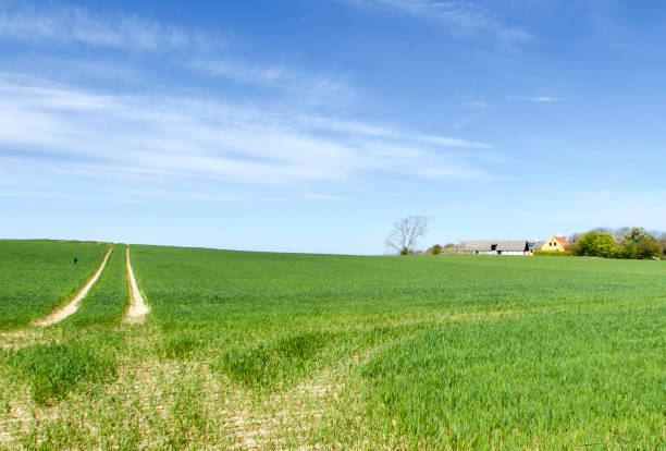 A field with tractor tracks and a farm in the distance. From Bornholm, Denmark