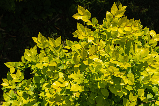 Ligustrum Vicaryi shrub. Yellow evergreen foliage on branches of bush Ligustrum Vicaryi. Blurred background of dark green ivy. Landscaped decorative garden. Selective focus. Nature concept for design.