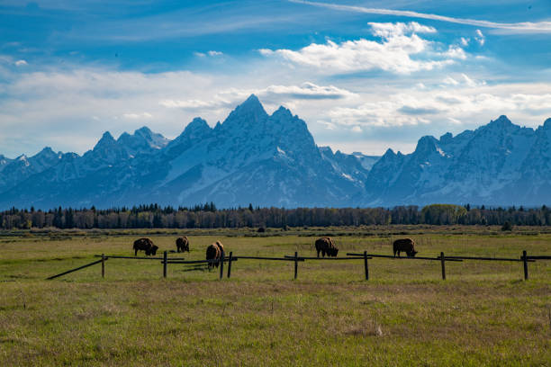 istock Bison standing in front of Grand Tetons 1249211163