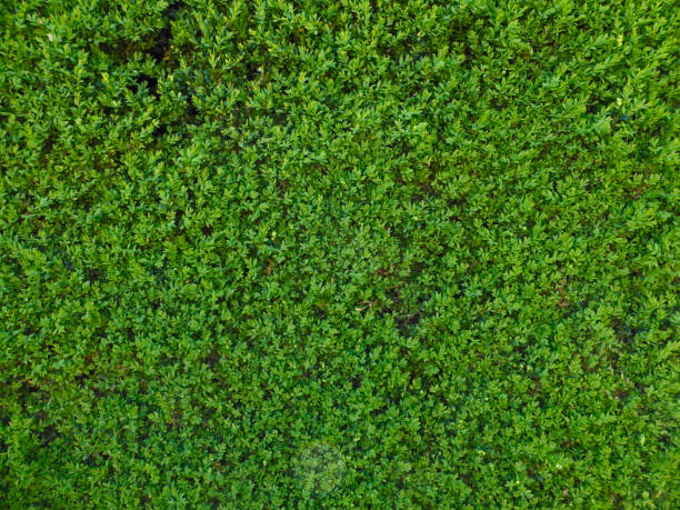 Green fence. Beautifully cut green bush for fencing. walled garden stock pictures, royalty-free photos & images