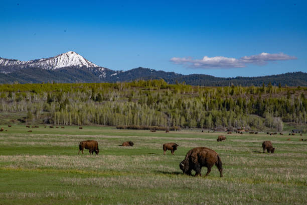 Bison Herd in Grand Teton National Park Wyoming - Teton Mountain Range