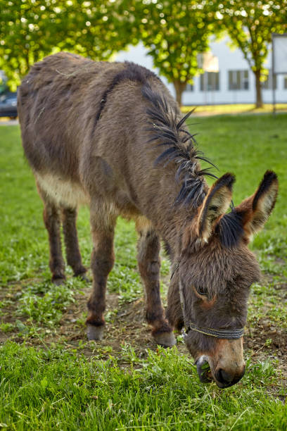istock Portrait of a donkey on green grass 1249211703