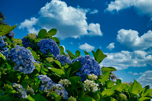Photo of clear blue sky and beautiful hydrangea