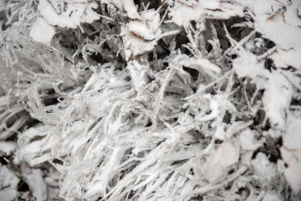 Fallen leaves and grass frozen in hoarfrost