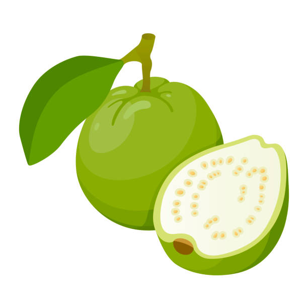 구아바, 맛있는 식용 열대 녹색 과일 아이콘 - guava vegetable tropical climate fruit stock illustrations