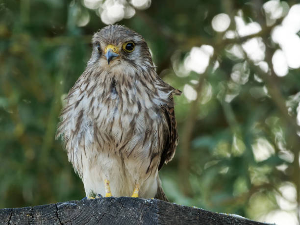 istock Wildlife Bushy Park 1249214571