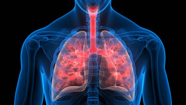 anatomia dei polmoni del sistema respiratorio umano - human lung foto e immagini stock