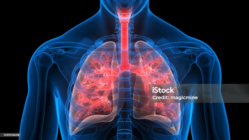 Human Respiratory System Lungs Anatomy 3D Illustration Concept of Human Respiratory System Lungs Anatomy Lung Stock Photo