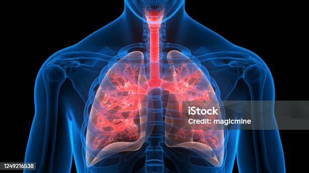 Human Respiratory System Lungs Anatomy Stock Photo - Download Image Now - Lung, Tuberculosis Bacterium, Cystic Fibrosis