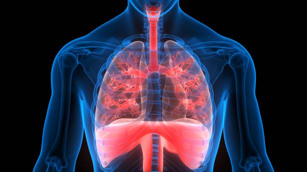 istock Human Respiratory System Lungs with Diaphragm Anatomy 1249216580