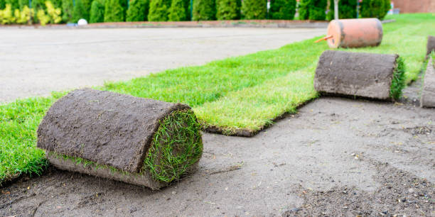 istock laying lawn from a roll - sod for new lawn 1249216642