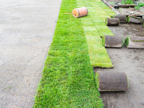 istock laying lawn from a roll - sod for new lawn 1249216666