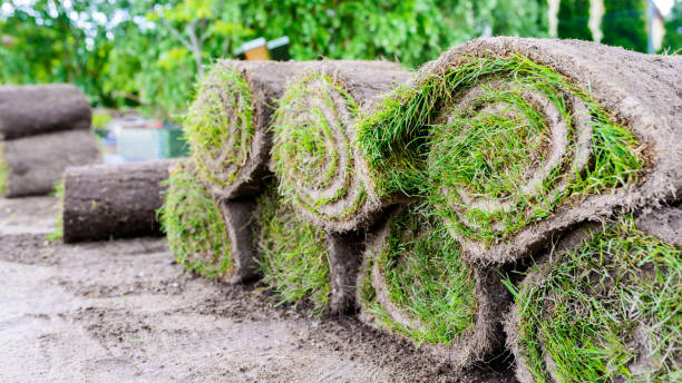 istock grass rolls prepared for laying in the garden 1249216710