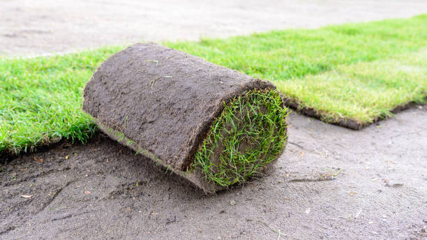 istock laying lawn from a roll - sod for new lawn 1249216725