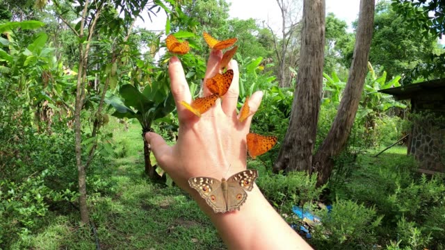 A group of butterflies clinging on their hands