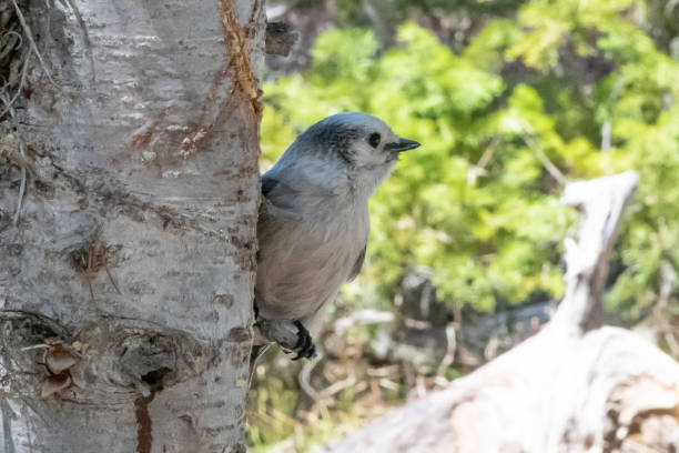 Canadian Jay near trail in wilderness of Teton range