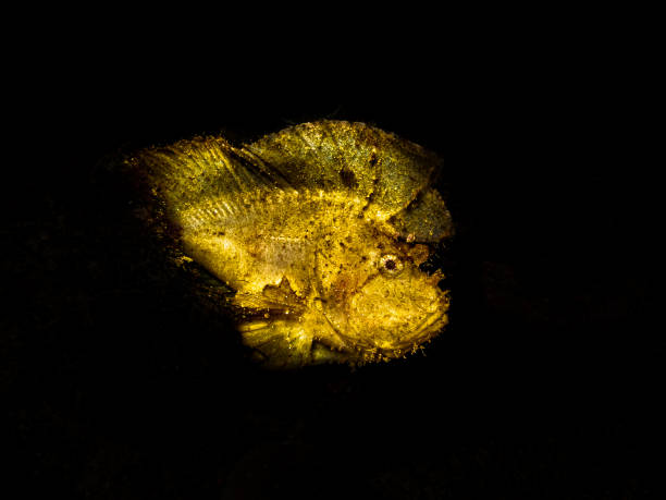impressionante foglia scorpione (taenianotus triacanthus) o pesce carta girato in una barriera corallina di puerto galera nelle filippine - puerto galera foto e immagini stock