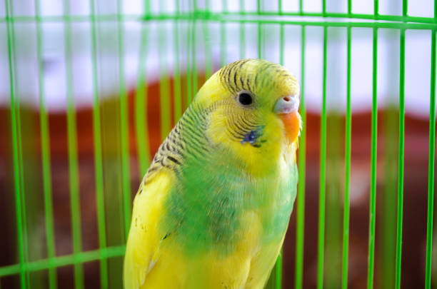 istock Yellow parrot in a cage 1249221354