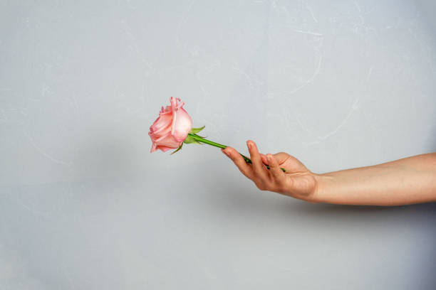 istock pink rose in a female hand on a gray background 1249221640