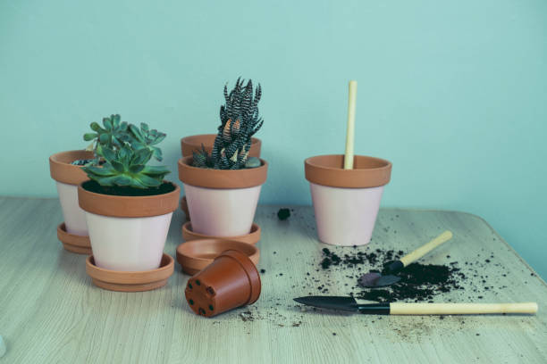 istock garden tools, clay pots and succulents selective focus 1249221643