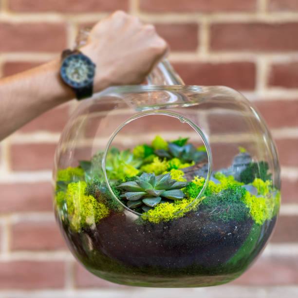istock Man holding terrarium plant in glass 1249221644