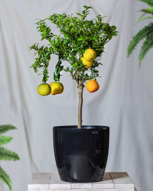 istock Lemon plant in the black pot, white background 1249221648