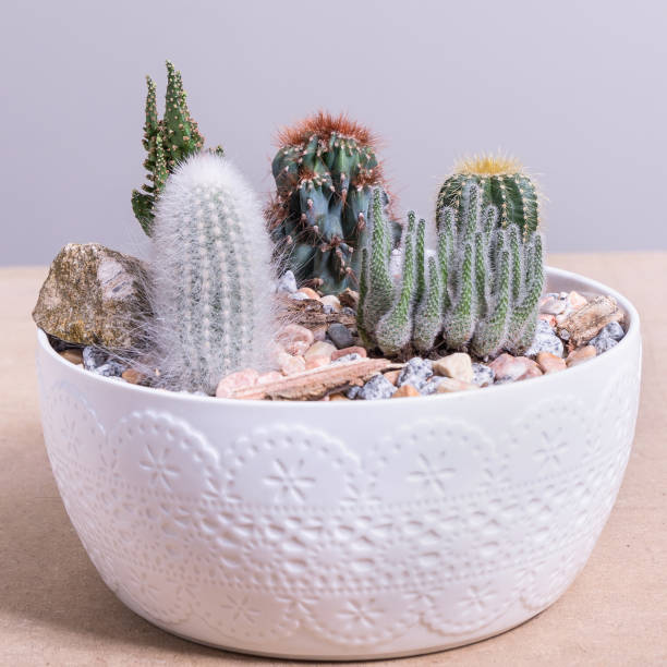 istock Terrarium, sand, rock, succulent, cactus in the white pot 1249221898