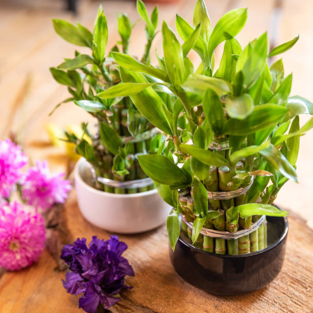 istock Small bamboo in a pot with flowers 1249222076
