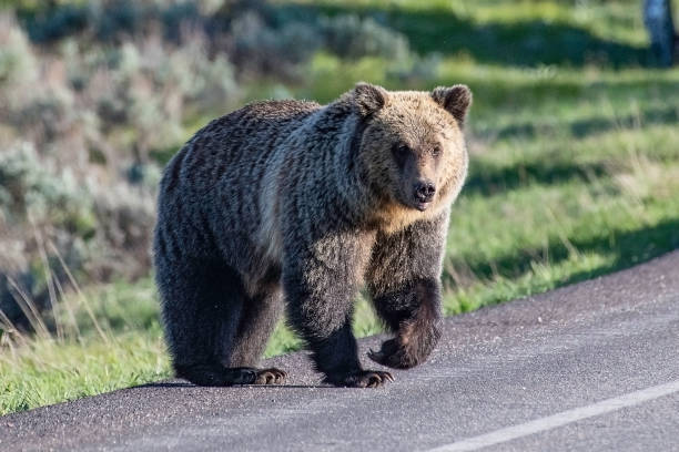 istock Young three year old Grizzly bear on roadside 1249222962