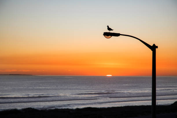 A Seagull sitting on a street lamp overlooking a beautiful sunset on Blouberg beachfront, South Africa.