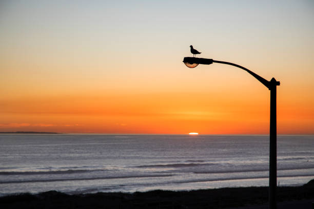 A Seagull sitting on a street lamp overlooking a beautiful sunset. A Seagull sitting on a street lamp overlooking a beautiful sunset on Blouberg beachfront, South Africa. the early bird catches the worm stock pictures, royalty-free photos & images