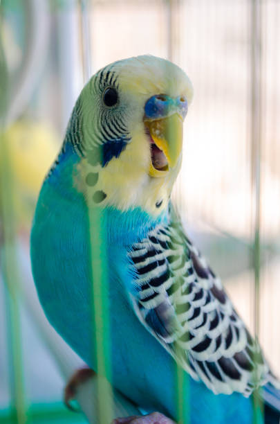 istock Happy blue parrot in a cage. 1249223208