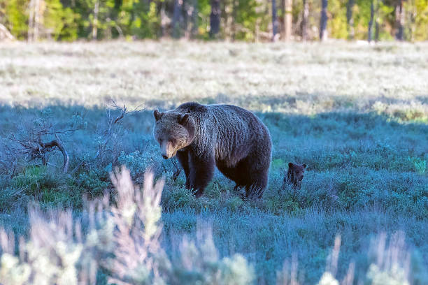 istock Grizzly bear foraging for food 1249223256