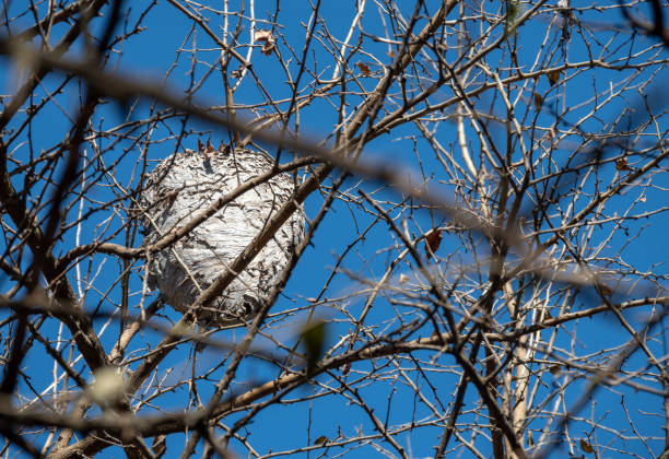 diligent hornets have constructed a nest. - wild abandon imagens e fotografias de stock